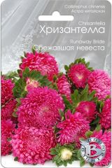 Астра китайская Хризантелла Сбежавшая невеста