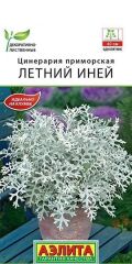 Цинерария Летний Иней Аэлита