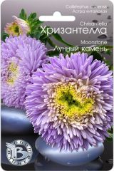 Астра китайская Хризантелла Лунный камень