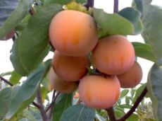 Саженцы хурмы Говерла (khurma Goverla)