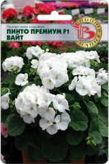 Пеларгония садовая Пинто Премиум F1 Вайт