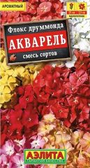 Флокс друммонда Акварель Аэлита