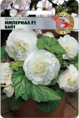 Бегония клубневая Империал F1 Вайт