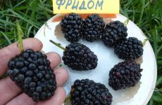 Ежевика Прайм Арк Фридом
