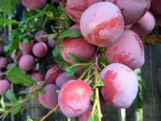 слива киргизская превосходная