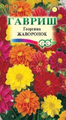 Георгина Жаворонок