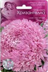 Астра китайская Хризантелла Элвис