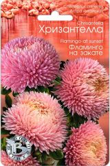 Астра китайская Хризантелла Фламинго на закате