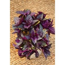 Базилик овощной Арарат Фиолетовый 0,5 гр цв.п