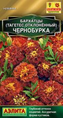 Бархатцы Чернобурка Аэлита