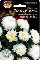 Астра китайская Хризантелла Призрак оперы