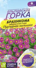 Брахикома Пурпурная Малышка Сем.Алт