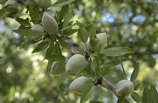 миндаль Антик