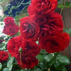 Роза плетистая «Мушимара»