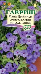 Флокс друммонда Очарование ФИОЛЕТОВ