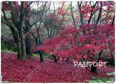 red autumn