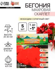 Бегония махровая «Скарлет», луковица, р-р 4/5, 5 шт