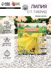 АКЦИЯ! 3 по цене 2! Лилия О.Т. Гибрид Rising Moon, луковица в пакете с перфорацией, р-р 12/14, 2 шт