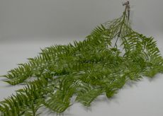 Куст папоротник с кор. ампельный 