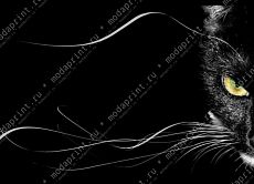 Черная кошка. Black cat