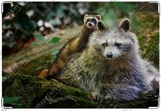 animals