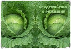 Капуста