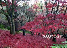 red autumn