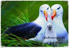 Птенец