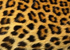 Nature: Animal Skin