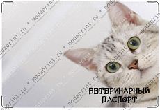 котик