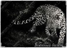 Дикая кошка.
