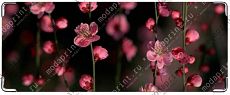 beatiful flowers