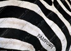 ЗЁБРА