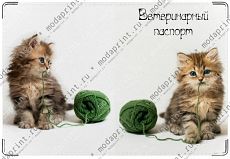 Котята