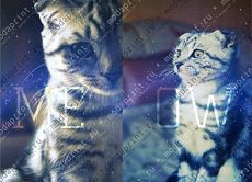 meow