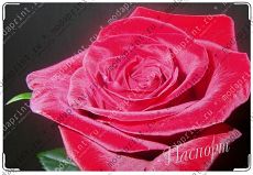 Rose_rose