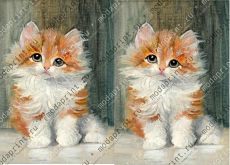Kitty