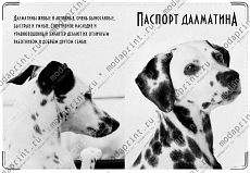 Далматин