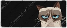 кот