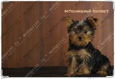 York puppy