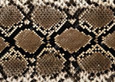 Nature: Snake Skin