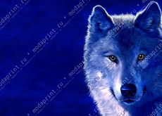 Woolf