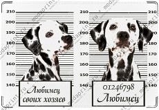 Любимец своих хозяев