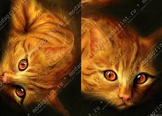 Котик