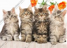 Котятки