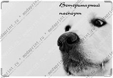 Белый пес.