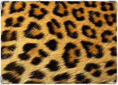 Nature: Animal Skin