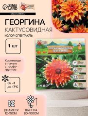 АКЦИЯ! 3 по цене 2! Георгина Кактусовидная «Колор Спектакль», клубнелуковица в упаковке, р-р I, 1 шт