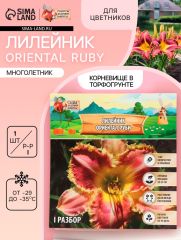 Лилейник Oriental Ruby, многолетник, корневище в пакете с торфогрунтом, р-р I, 1 шт