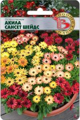Остеоспермум Акила Сансет Шейдс